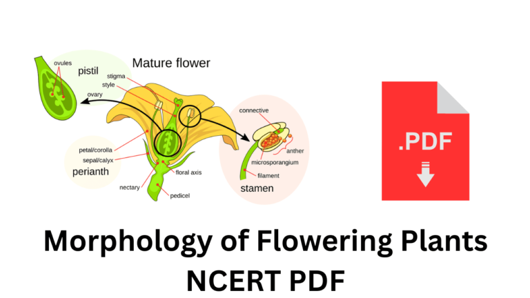 Morphology of Flowering Plants NCERT PDF